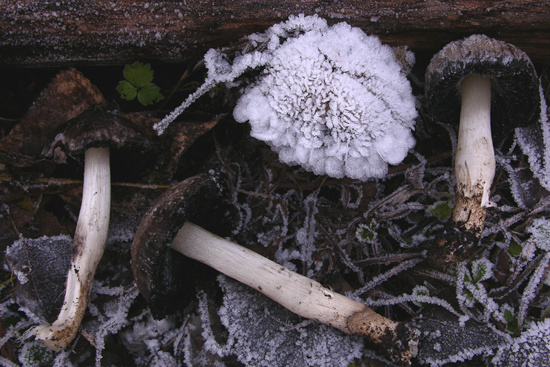 A caccia di Pleurotus.....parte2.